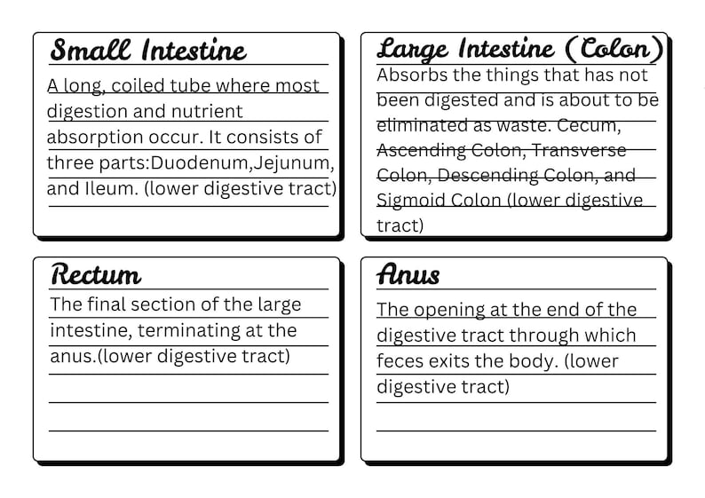 Small Intestine Text Medical Assistant Flashcards: Vocabulary, Abbreviations, Prefixes, and ...