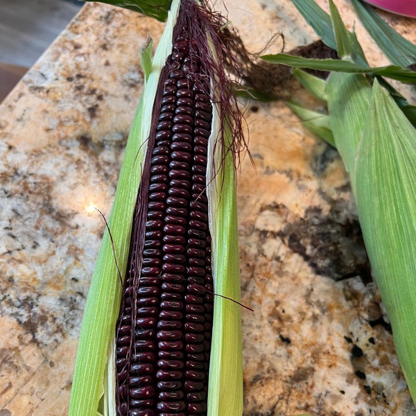 Organic Corn Seeds (purple sticky corn also known as waxy corn) - Natural Antioxidant Superfood