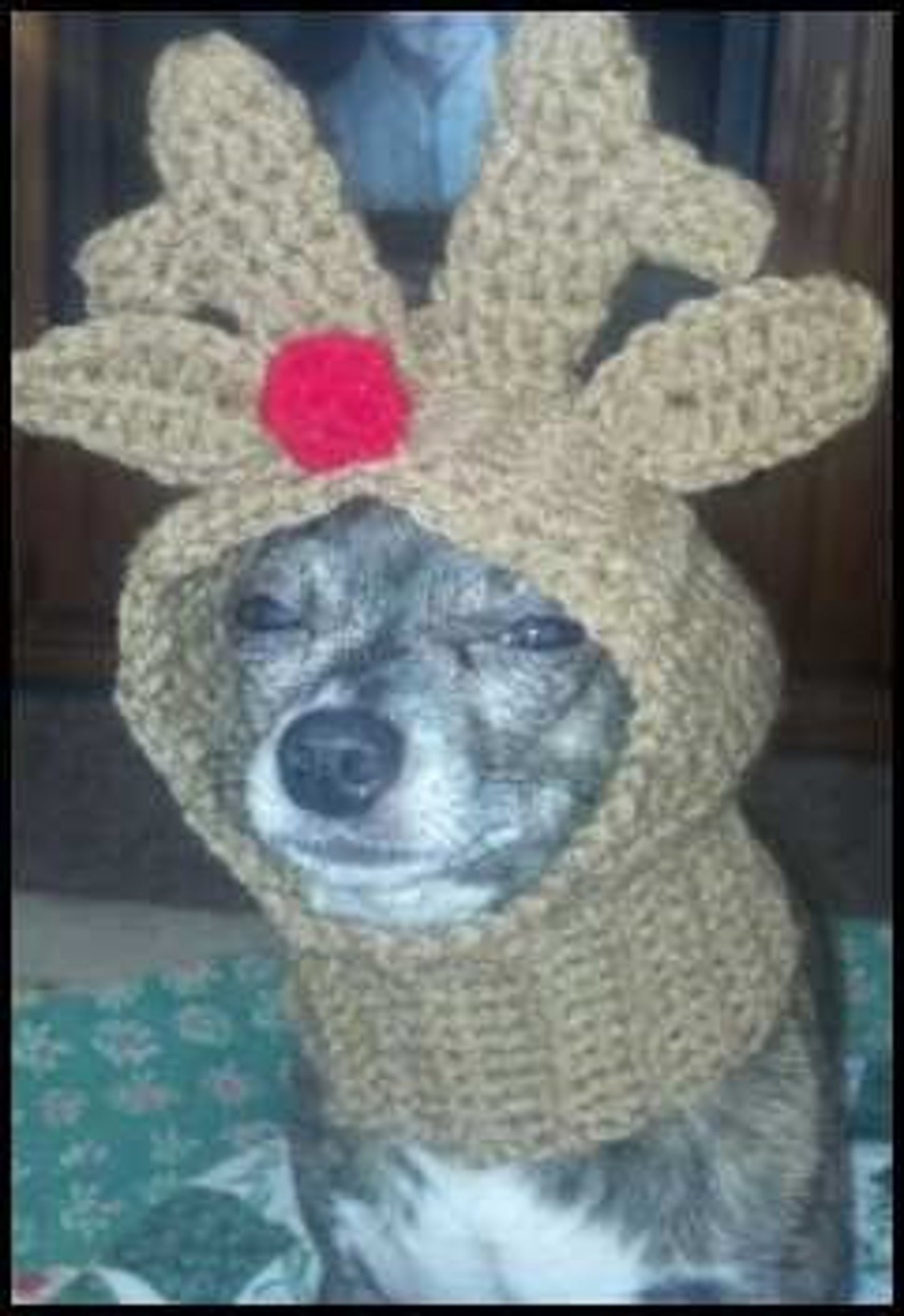 PDF Crochet Pattern for Doggie Reindeer Hat for Small Breed Etsy