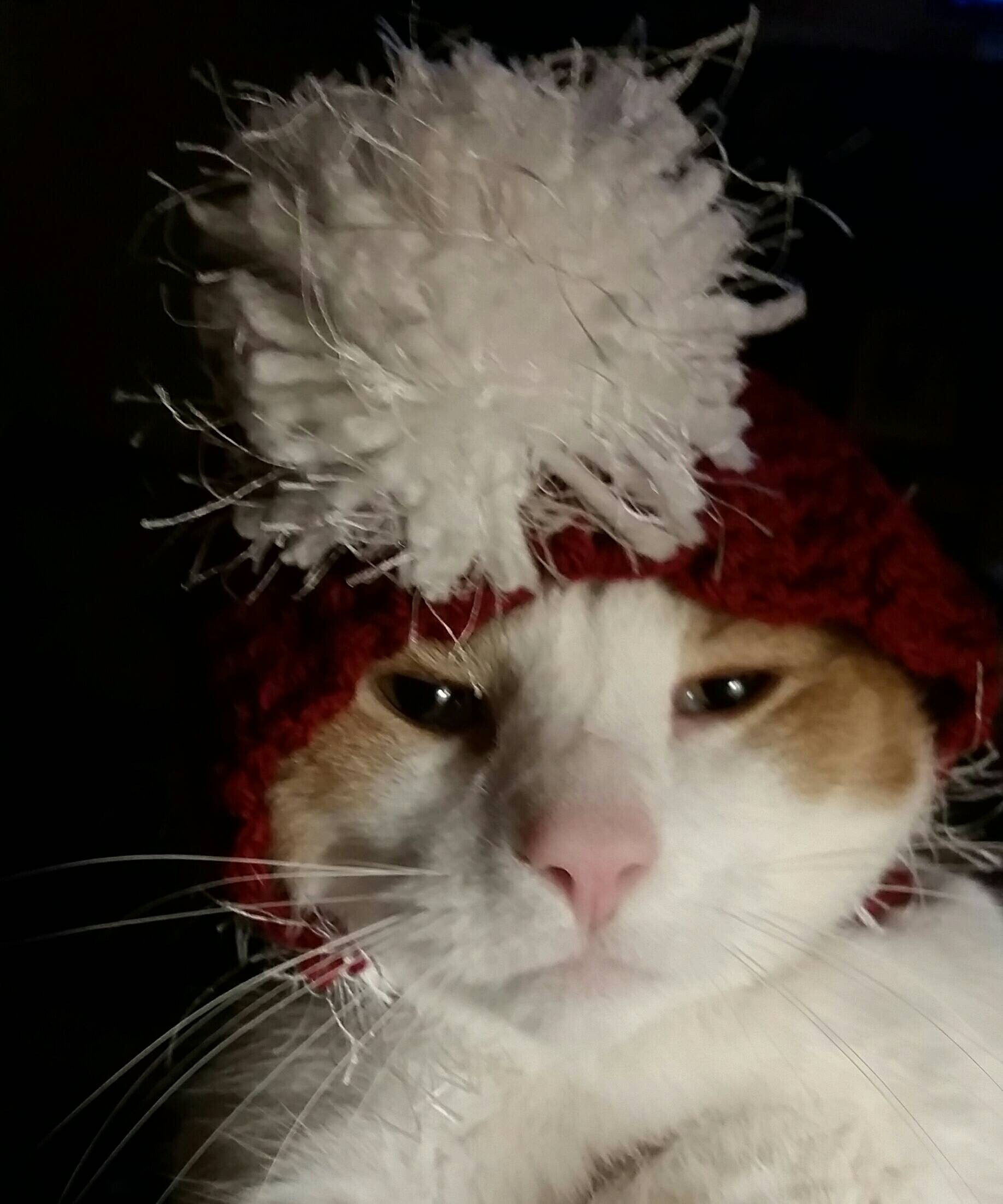 PDF Crochet Pattern for Doggie Reindeer Hat for Small Breed Etsy