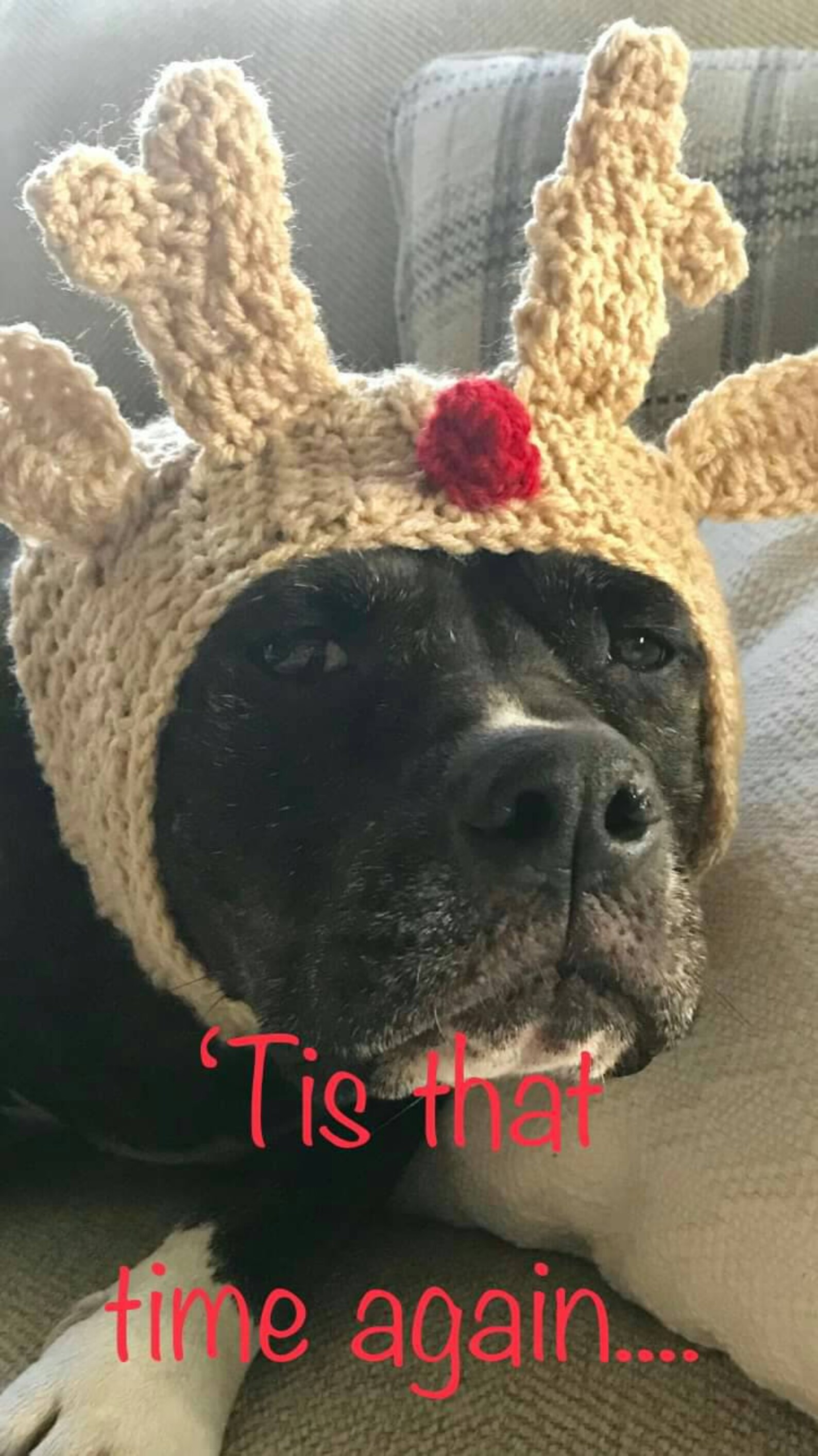 PDF Crochet Pattern for Doggie Reindeer Hat for Small Breed Etsy