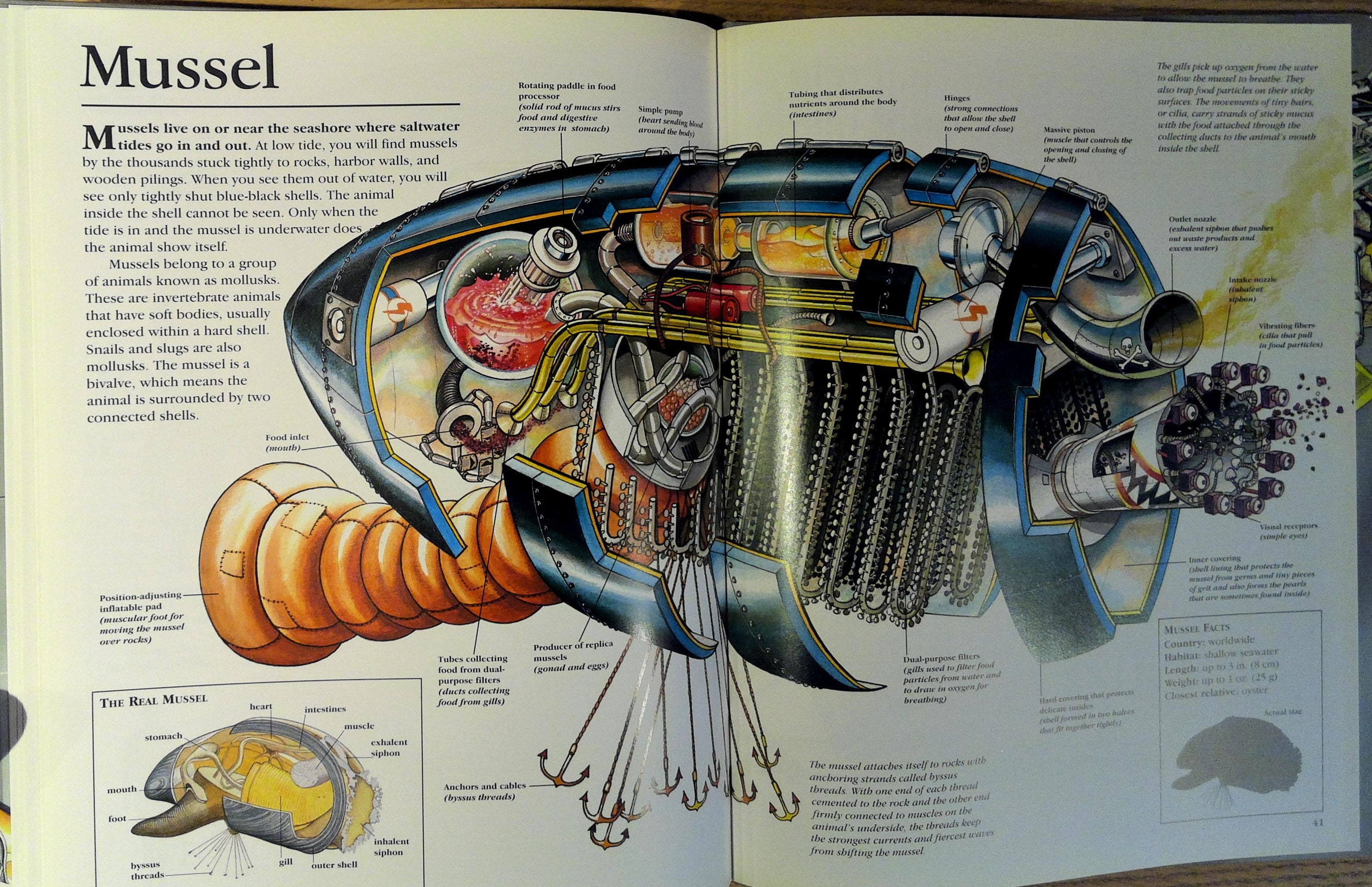 Zoo Guide Robot The Robot Zoo: A Mechanical Guide to the Way Animals Work by John Kelly ...