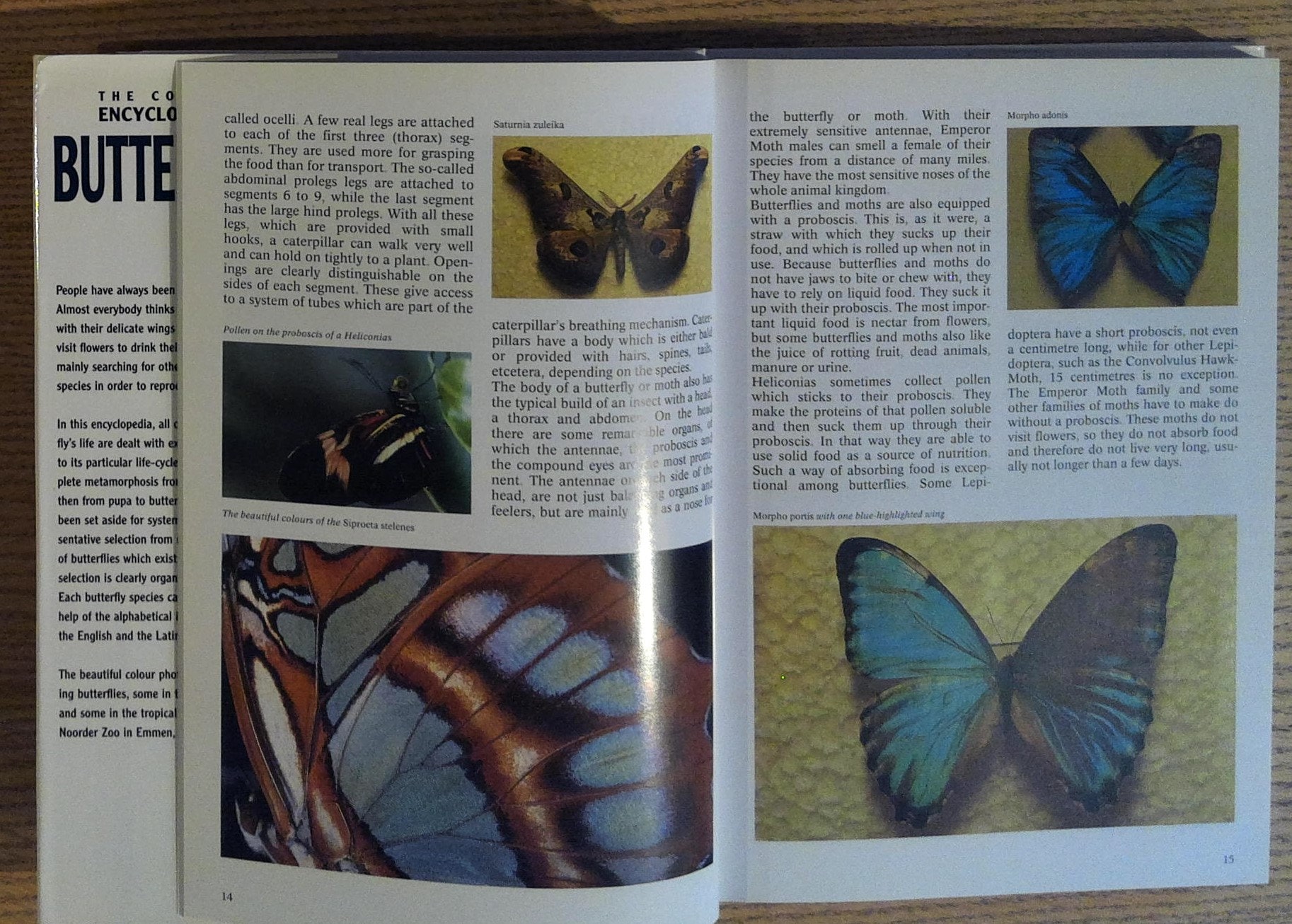 メル60452　Encyclopedia of Butterflies The Complete Encyclopedia of Butterflies: Describes the