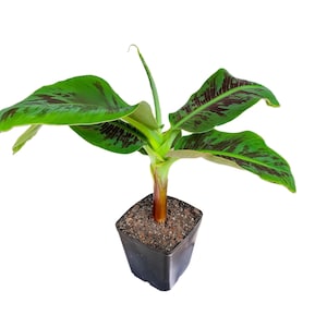 Musa - Dwarf Cavendish - 8-12&quot; Banana Tree - Maroon/Purple Blotches
