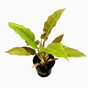 Philodendron Jungle Boogie - Rare Indoor House Plant - 4 inch Philo Narrow - Live Plant Indoor