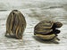 Tassel Caps - Tassel Cones - Bronze Bead Caps - Large Bead Cap -Tulip Bead Cap -  20x15mm Antique Bronze Tulip Bead Cap, 1pc  (4818) 