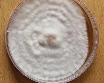 PLEUROTUS OSTREATUS - Fungo ostrica (micelio - crescita fresca su piastra di agar)