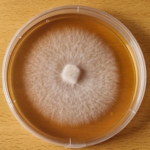 LENTINULA EDODES - SHIITAKE (Myzel - frischer Wachstum auf Agarplatte)
