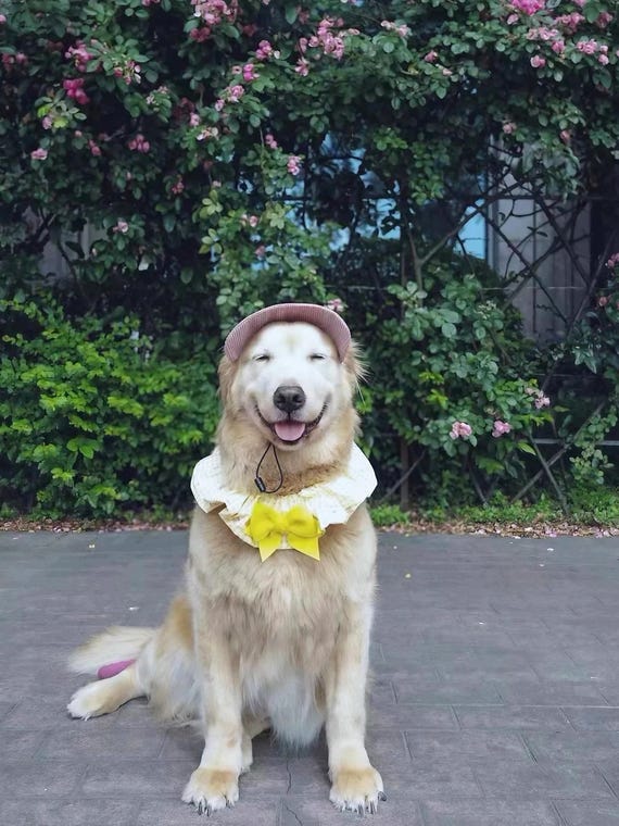 Casquette De Baseball Pour Chien Taille S - Velours Côtelé Bleu, Trous Pour Oreilles, Protection Solaire été