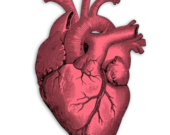 Anatomical Heart Sticker