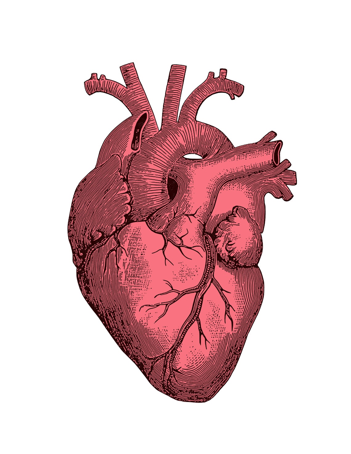 Printable Vintage Anatomical Heart Art, 2 Options - Etsy