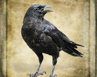 Black Crow Wall Art | Wall Decal