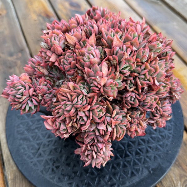 Crested Echeveria 'Luella' Old Pile Rare and Colorful Live Succulent High Quality Succulent