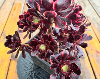 Aeonium ‘Super Bang’ Cluster Oude stapel Zeldzame en kleurrijke levende vetplant Bonte vetplant