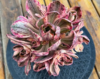 Aeonium 'Porcellana blu e bianca' Grappolo vecchio mucchio Raro e colorato Succulente vivo Succulente variegato di alta qualità