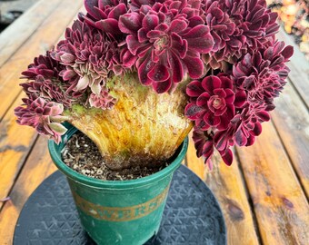 Crested Aeonium 'Pink Witch' Oude stapel Zeldzame en kleurrijke levende succulent Bonte succulent