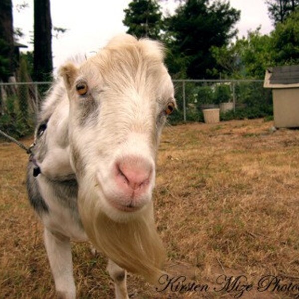 5 x 7 Matte Print of the Evil Goat -- Limited Edition