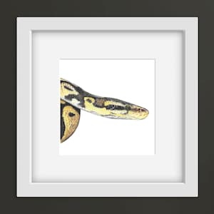 May include: A framed print showing a detailed illustration of a ball python snake. The snake's head and part of its body are visible, displaying a pattern of yellow, black, and brown scales. The artwork is set against a white background within a white frame.