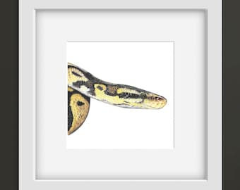 Royal Python 6 x 6 Mounted Print : Hand-Drawn Reptile Art