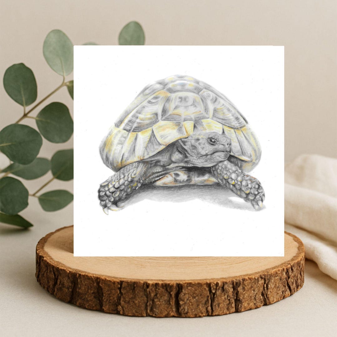 Hermann's Tortoise Card: Hand-drawn Reptile Art - Etsy