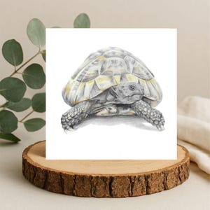 Hermann's Tortoise Card: Hand-Drawn Reptile Art