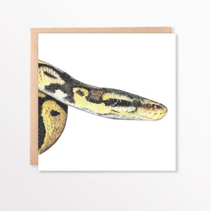 May include: A greeting card with a detailed illustration of a ball python. The snake's head and part of its body are visible, showcasing its yellow, black, and brown patterned scales. The card has a white background and a brown border.