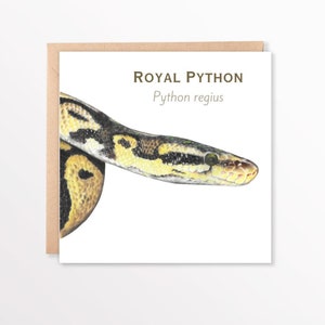 May include: A close-up illustration of a Royal Python snake, also known as a Python regius, with yellow, black, and brown markings. The snake is curled up with its head facing the viewer.