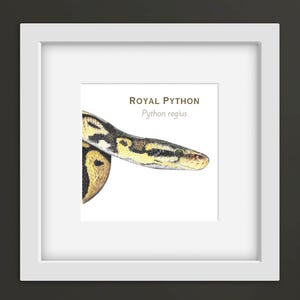 May include: A framed print showing a detailed illustration of a Royal Python (Python regius). The snake's head and body are patterned with black, yellow, and brown scales. The print is set against a white background, with the text "Royal Python".