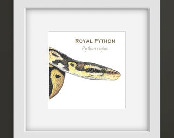 Royal Python Latin 6 x 6 Mounted Print : Hand-Drawn Reptile Art