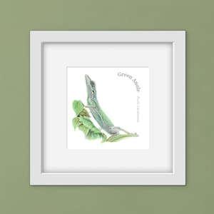 May include: A framed print showing a detailed illustration of a green anole lizard on a leafy branch. The artwork is set against a white background, with the text "Green Anole" and "Anolis Carolinensis". The frame is white.