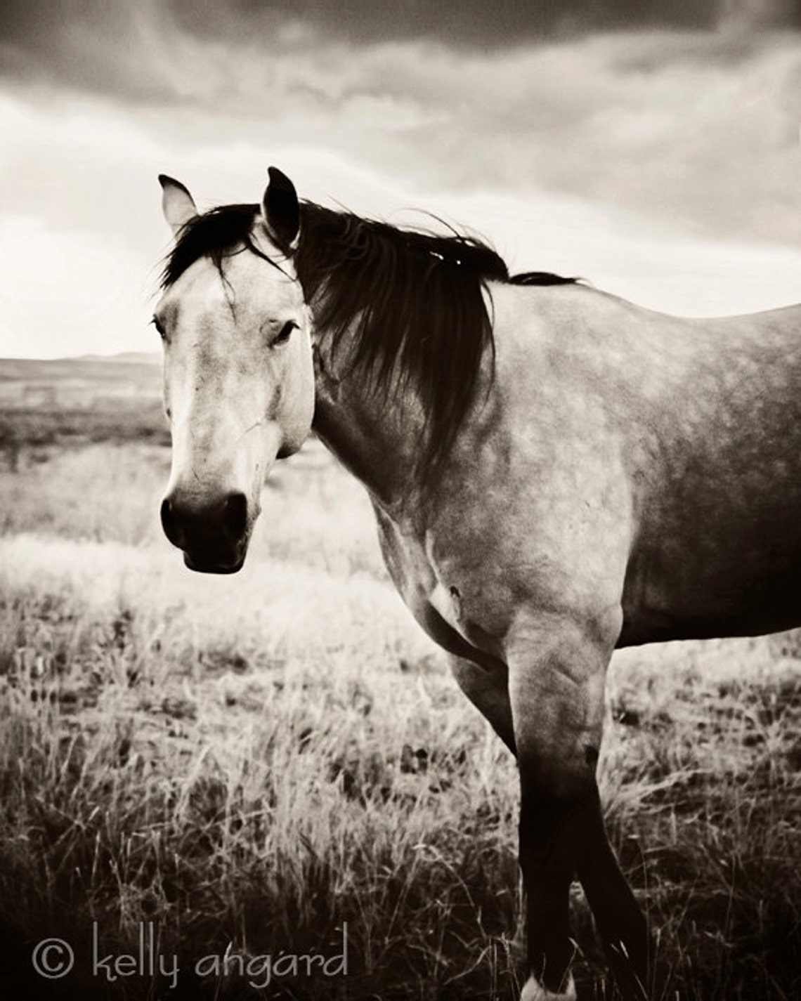 Horse Photography Black and White Horse Photograph, 8x10 Wild Horse