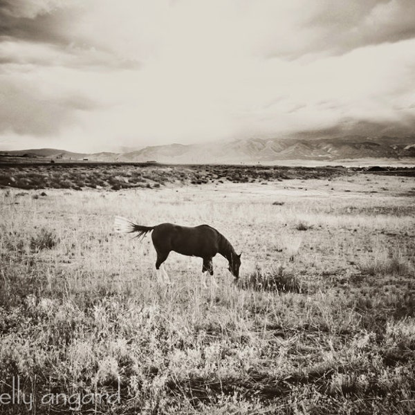 Horse Photography - black and white horse photograph - 8x10 wild horse photo, rustic landscape, nature, for him