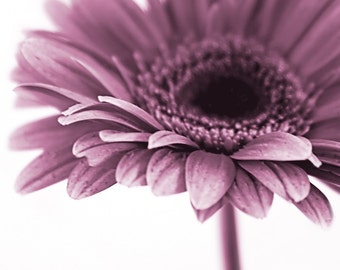 Blumen Fotografie - floral Fotografie Fotografie, Blume Foto - 8 x 8 Startseite Kinderzimmer-Wand-Dekor - Gerber daisy