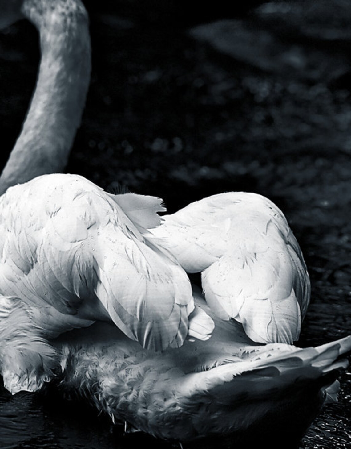 Fine Art Animal Photography, Black and White Nature Photograph, Home