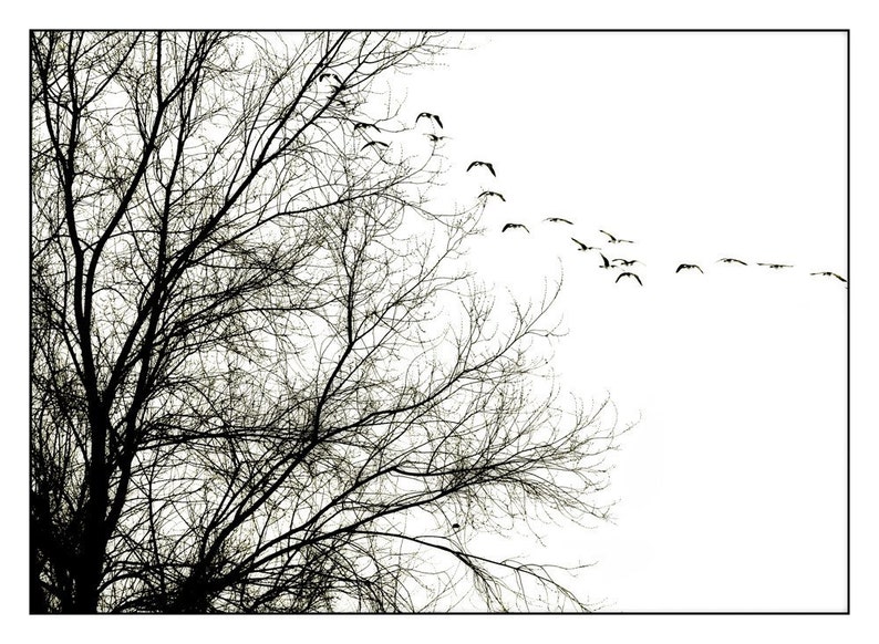 Tree Photography Fine Art Black and White Photography Etsy