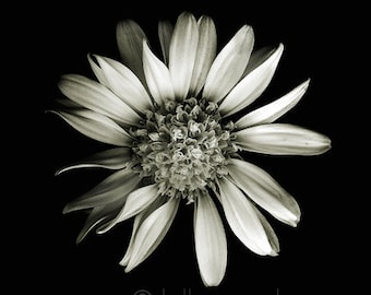 botanical fine art photography by kelly angard - flower photograph,  floral black and white photo