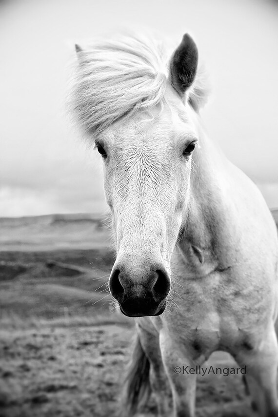 Items similar to Horse Photograph, black and white horse ...