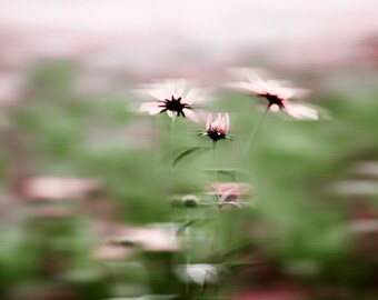 Landscape photography, fine art nature photography, flower nature photograph, "lavender dream" home decor