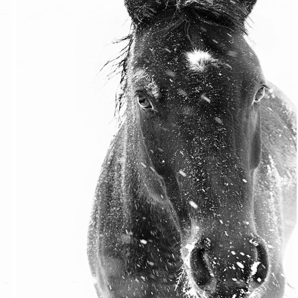 custom order for craigrom - 50"x34" enlargement, winter horse photograph