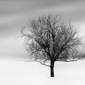 photograph - tree photograph - landscape photography - winter snow wall decor woodland nature fine art photograph