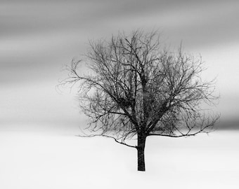 photograph - tree photograph - landscape photography - winter snow wall decor woodland nature fine art photograph
