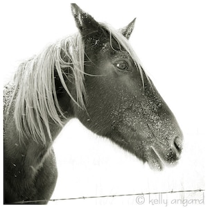 Horse Photograph, black and white horse photography, 8x8 Horse Photo, winter horse portrait, snow landscape image 1