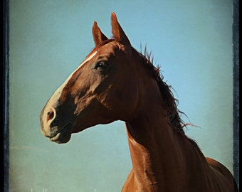 Horse art, horse photograph - 8x8 horse photography, horse photo, art print - war horse portrait