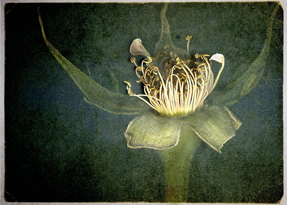 Botanical Photograph, Fine Art Photo Print Photography, Flower, Floral