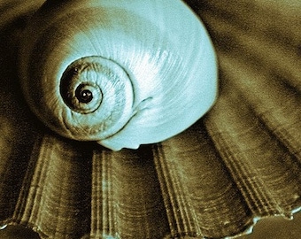 still life photography, fine art nature photography, seashell photograph, seashore treasure, vintage seashells