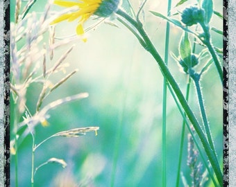 nature photography, flower photograph wildflowers wild flower, blue green yellow