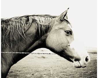 Horse Photograph, Horse Photography - black and white horse photo, 8x8 fine art horse portrait