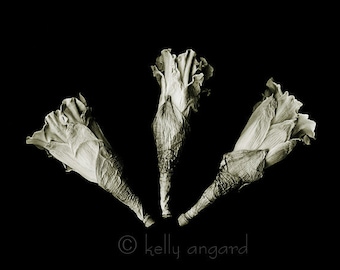 botannica obscura 7...botanical fine art photography by kelly angard