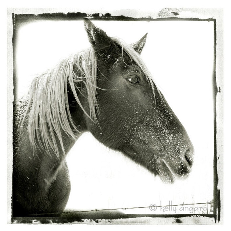 Horse Photograph, black and white horse photography, 8x8 Horse Photo, winter horse portrait, snow landscape image 2