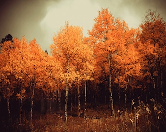 Landscape photography - fine art nature photography - woodland landscape photograph - Colorado trees home decor